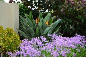 Family garden landscape design