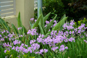 Family garden landscape design flowers