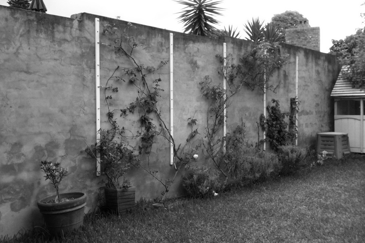 Before backyard renovation