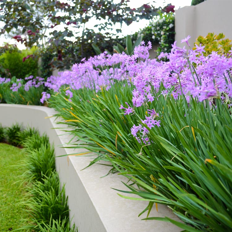 Image of purple flowers in curved raised garden bed