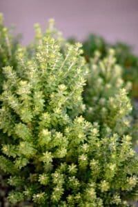 Close up image of the textural interest of Westringia foliage