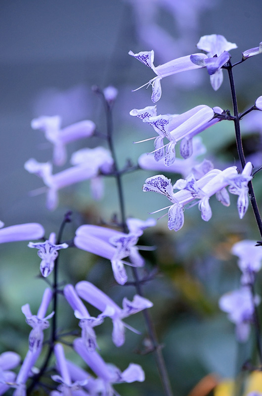 A detailed image of violet coloured flowering plantings.