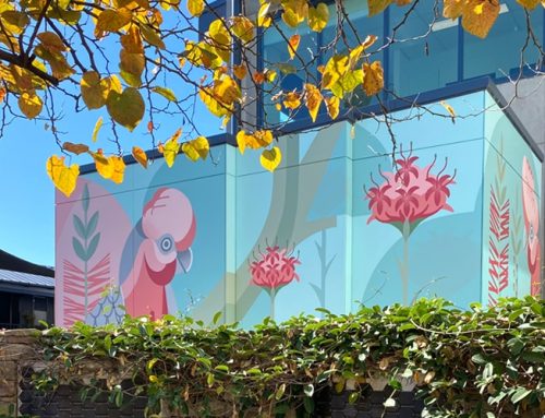 RSPCA A Garden of Peace and Paws – In Progress