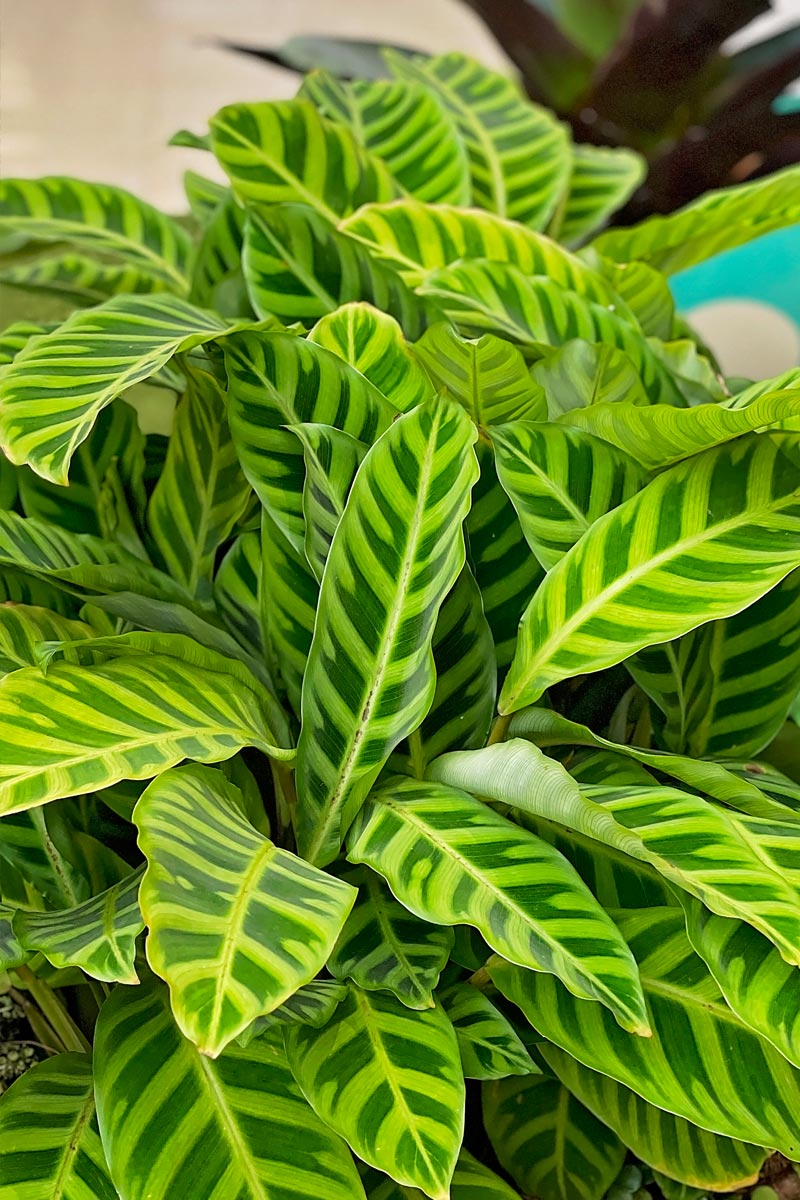 Calathea