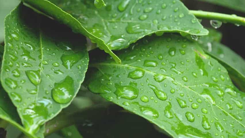 DewdropLeaf