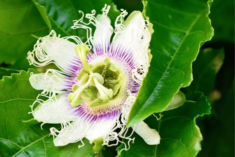 December_garden_tips_web_landscape December Garden Tips
