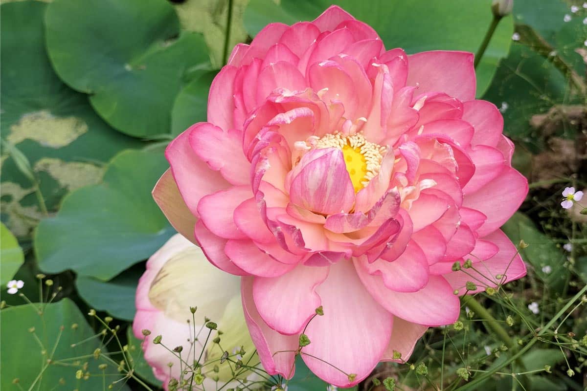 Lotus-bloom