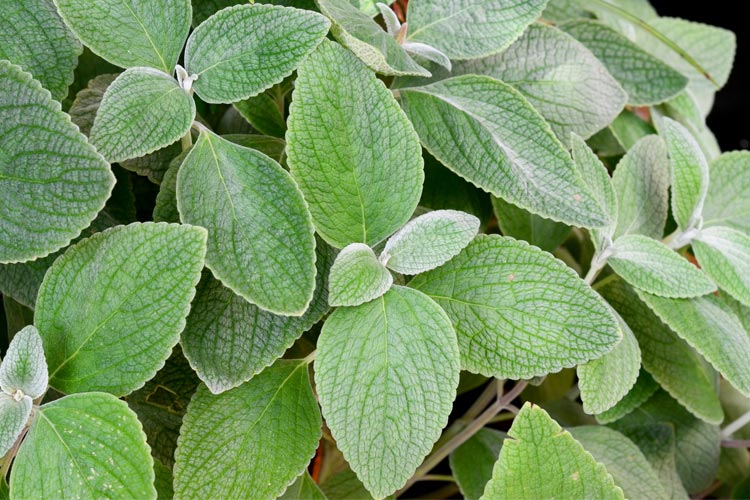 Plectranthus-foliage