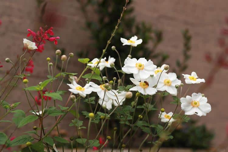 Autumn-Windflowers