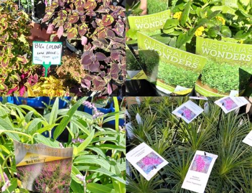 Plant Collector’s Fair 2023 – designing with new plants