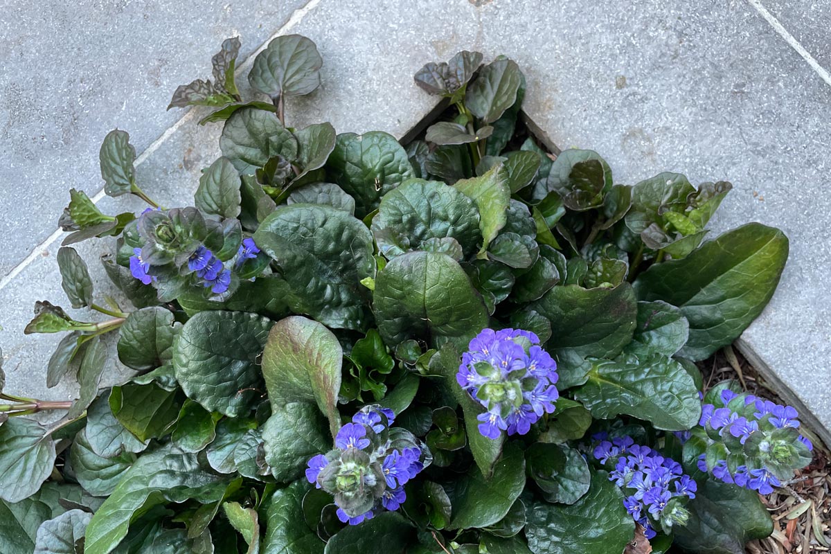 Ajuga