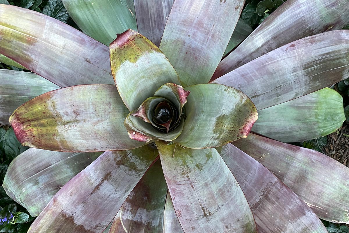 bromeliad