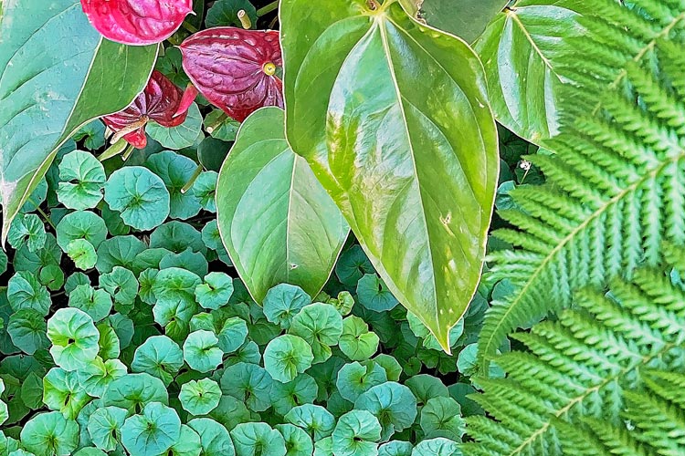 Foliage