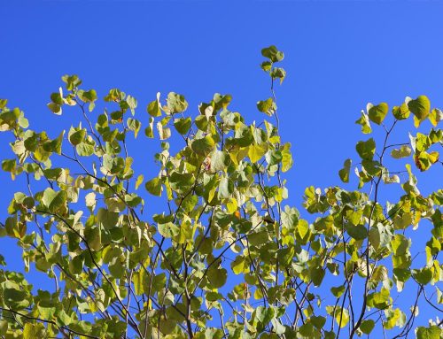 April Garden Tips 2026