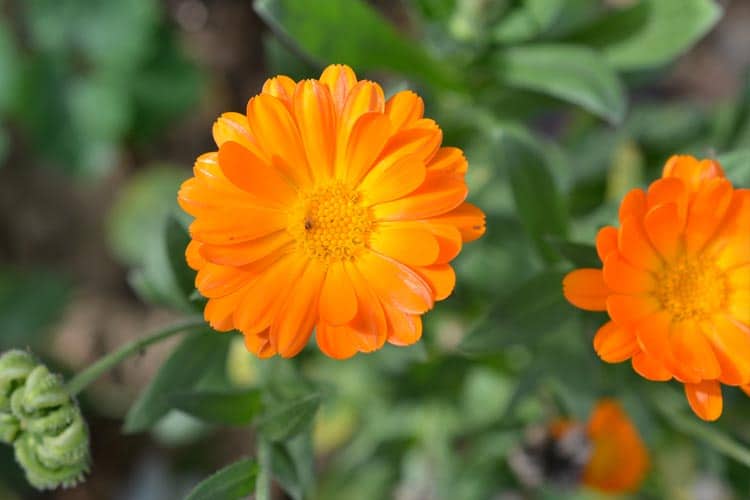 winter-garden
