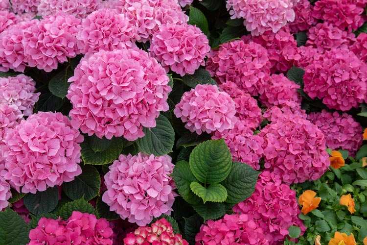 hydrangea-feature