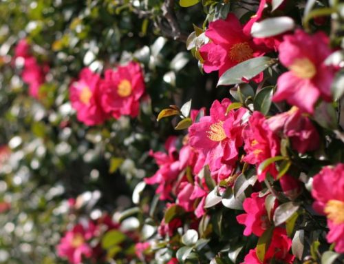 May Garden Tips 2025