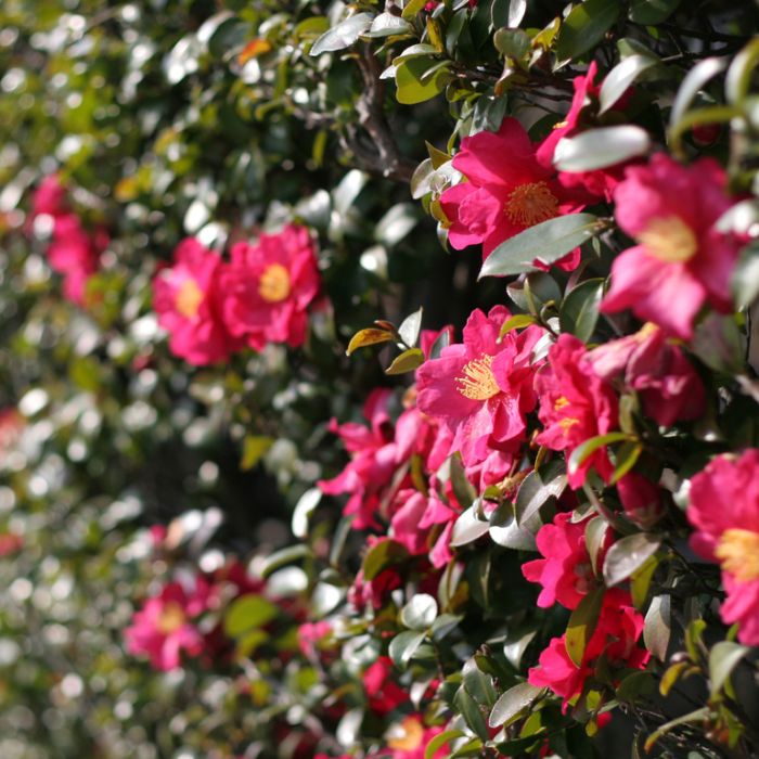 Camellia sasanqua ‘Hiryu’