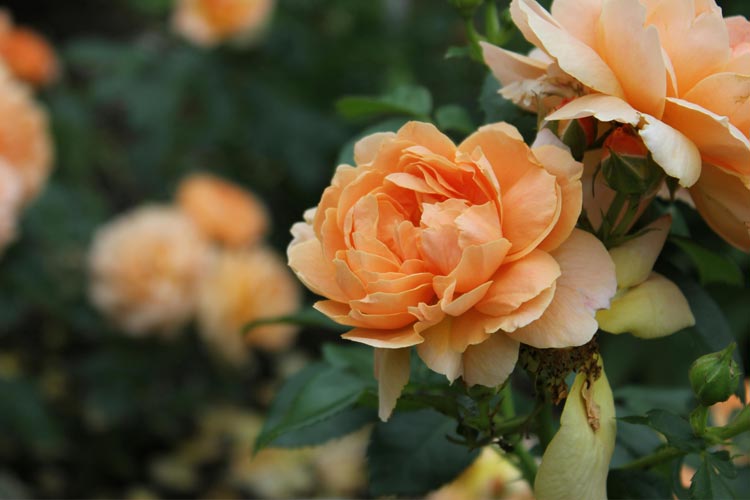 rose
