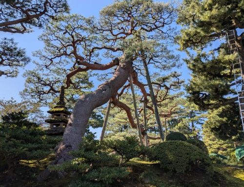 December Garden Tips 2025