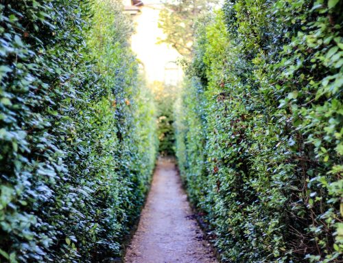 February Garden Tips 2026