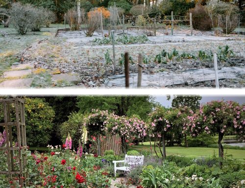 June Garden Tips 2026