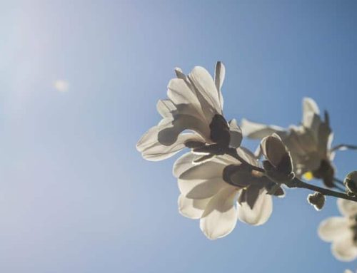 August Garden Tips 2026