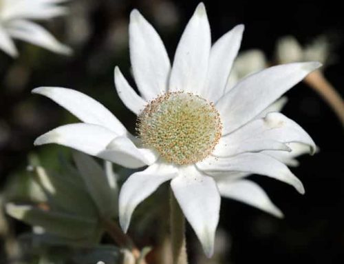 October Garden Tips 2026